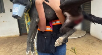 Homem é preso suspeito de zoofilia contra cadela, em Aparecida de Goiânia